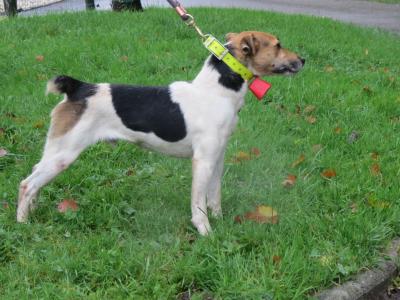 Fox terrier mâle