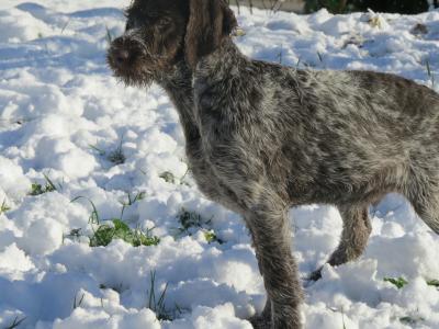 Chiot mâle drahthaar