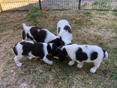 Chiots Epagneul Français LOF