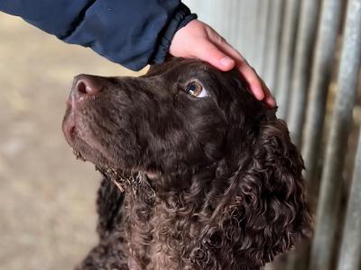 Chiots « American Water Spaniel »