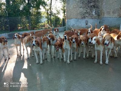 Entretien de chiens et de chevaux, mi-temps, logé (H/F)