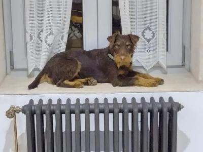 JAGD TERRIER