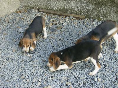 chiens beagle-harrier et anglo-français de petite venerie non lof