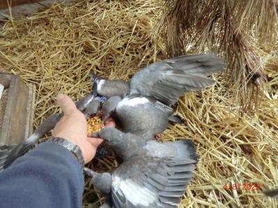 Pigeons Ramiers élevés à la main