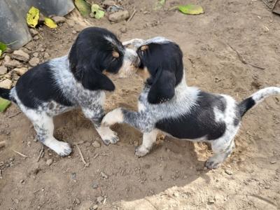 Chiots griffon bleue de Gascogne
