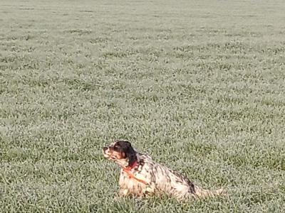 Thor tricolore dispo saillie ( setter anglais )