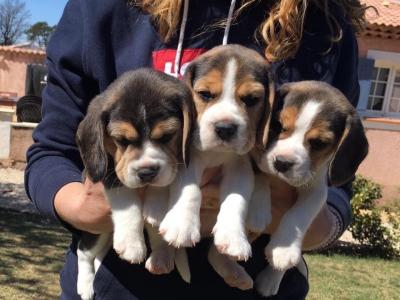 Chiots Beagle