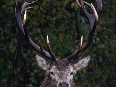 !!! Magnifique Action ALSACE Bas-Rhin CERF sanglier!!!