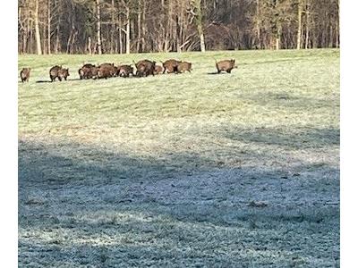ACTION DE CHASSE