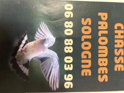 Chasse palombe