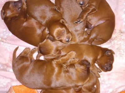 A RESERVER CHIOTS SETTER IRLANDAIS ROUGES