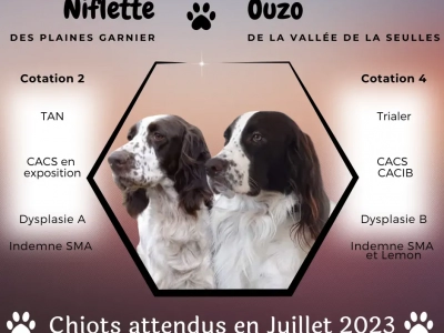 Chiots EpagneulFrancais