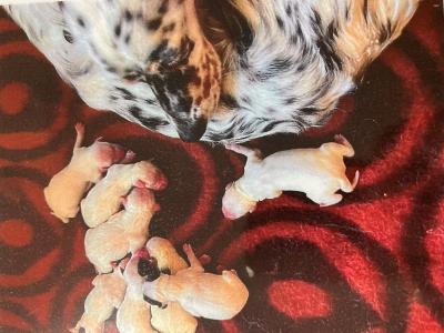 CHIOTS SETTER ANGLAIS