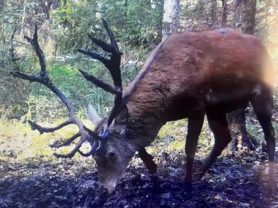 !!! Magnifique Action ALSACE Bas-Rhin CERF !!!