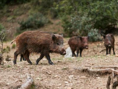 Association cherche chasseurs avec ou sans  chiens