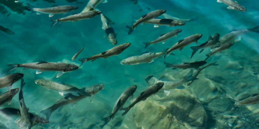 "Pas-de-Calais : hécatombe au domaine de La Calotterie avec un millier de truites empoisonnées"