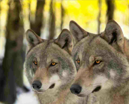 "Italie : 18 animaux empoisonnés dont des loups dans le parc des Abruzzes"
