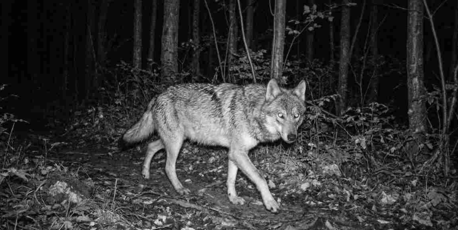 "L'Allemagne autorise de nouveau la régulation du loup face aux dégâts sur les troupeaux"