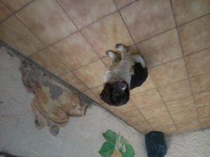 WINCHESTER 1894  EA LEGACY  cal 30/30