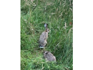 vends lièvre pour repeuplement