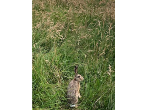 vends lièvre pour repeuplement