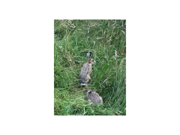 vends lièvre pour repeuplement