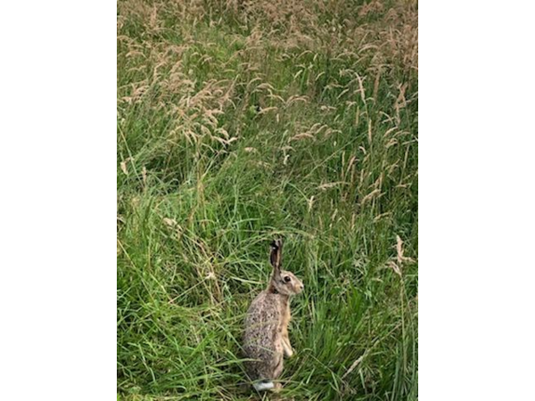 vends lièvre pour repeuplement