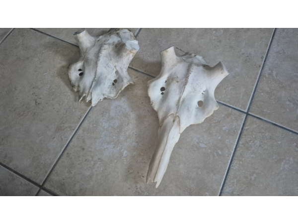 2 crane de cerf pour mues