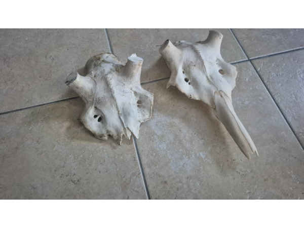 2 crane de cerf pour mues