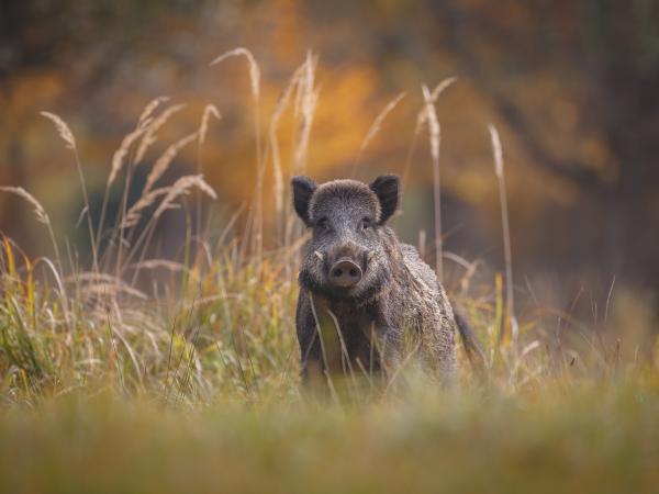 Bienvenue sur France Chasse